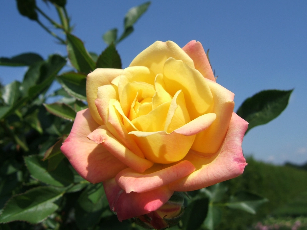Zwergrose 'Little Sunset®', 4 Liter Topf, gelb-rot Cover